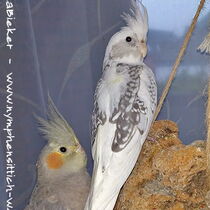 Weißkopfzimtperlschecke - Hahn vor der Jungmauser