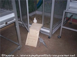 Angelina auf der Nagertreppe