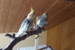 Fino und Lisa in RTC