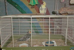 Jacko im neuen Domizil