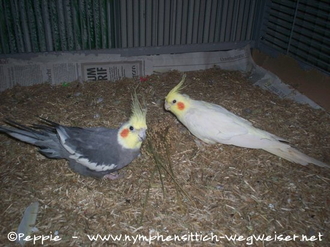 Lindbergh und Pinky im Sun-Palace