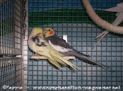 Nico und Tapsi schnäbeln