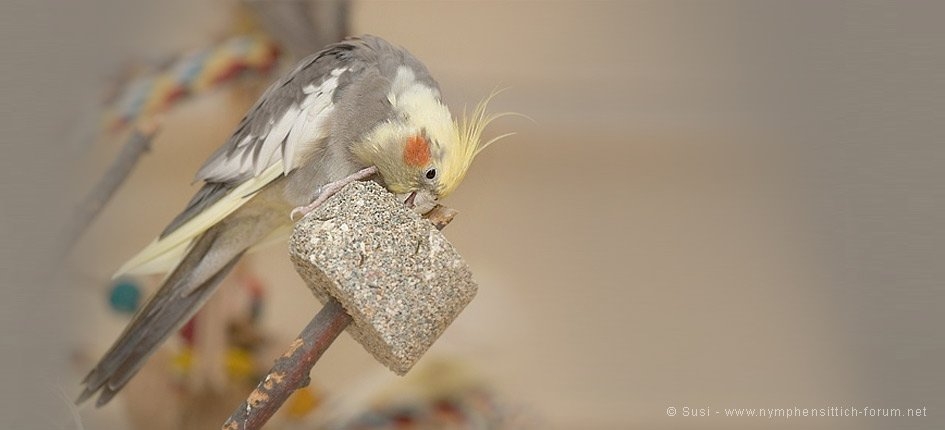 Zusatzfutter für Nymphensittiche - klick