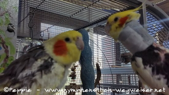 Peaches und Piku am Sun-Palace