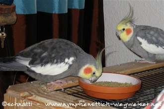 Mulder frisst Pellets