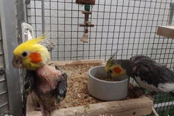 Piku und Cuddles im April 2022