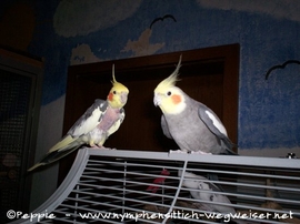 Piku und Knut auf der Madeira