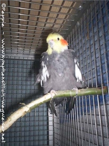 Prinz auf dem Weidenast