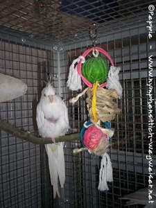 Schneeweißchen in der Villa Sunrise