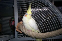 Sponcha-Maja auf dem neuen Seil