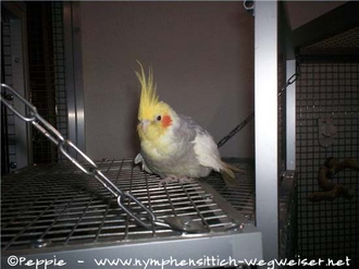 Sudakan auf der Anflugklappe