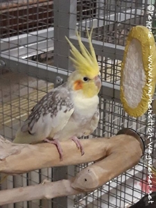 Sunny im Dezember 2020