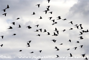 frei fliegender Nymphensittichschwarm