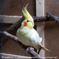 Falbe - Männchen - Gesamtansicht