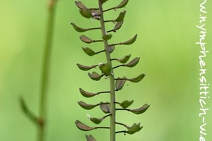 Hirtentäschel - Kraut