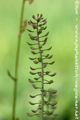 Hirtentäschel - Kraut