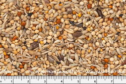Gross-/Nymphensittich Spezial Ricos Futterkiste
