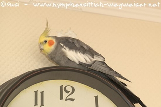 Will da jemand darauf hinweisen es sei Teit fürs Training?