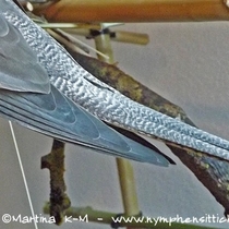 Weißkopf Kopffleckschecken Henne - Schwanzoberseite