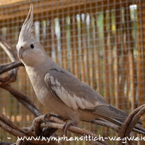Weißkopf zimtfarben Henne - Gesamtansicht