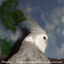 Weißkopfzimt Kopffleckschecke - Kopf mit Kopffleck gut sichtbar