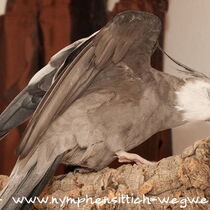 Weißkopf wildfarben Hahn - Flügel von unten