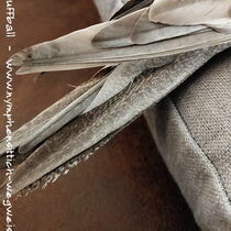 Weißkopf zimt Kopffleckschecken Henne - Schwanzoberseite