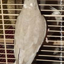 Rückenanasicht einer Weißkopf zimtfarbenen Kopfflckscheckenhenne