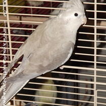 Weißkopf zimt Kopffleckschecke Henne - Rückenansicht