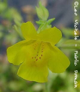 Mimulus