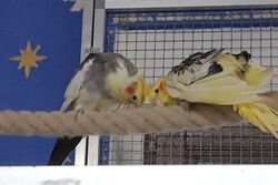 Blondie (rechts) mit Timmi im Oktober 2021