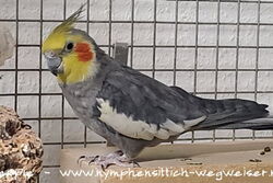 Cocco im Februar 2025