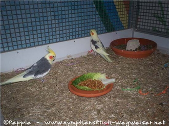 Cooper und Nico mit Quellweizen