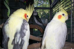 Frau James und Pinky