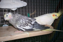 Lilli
