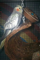 Lissy auf der Korbschaukel