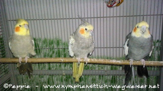 Manni mit Lissy und Monday