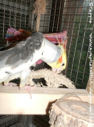 Piku mit neuer Halskrause