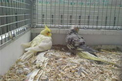 Pinky und Lilli in der Villa Sunrise