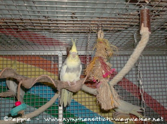 Ronja und das Pinatas Spiked Style