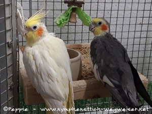 Sponcha-Maja und Opi