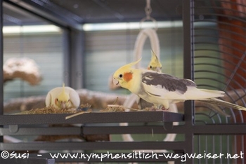 Nymphies auf der Ausflugklappe