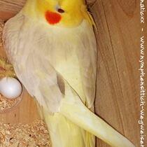 Falbe bei der Brut - Ansicht von oben auf den Rücken