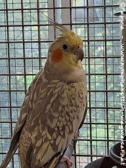 Hallo, ich bin Miss Coco