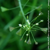 Hirtentäschel - Blüte von oben