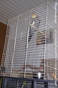 Käfig über den Vogel stülpen