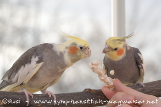 Lili und Chilli futtern aus der Hand - ganz ohne Einzelhaltung