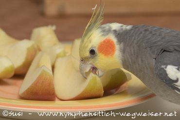 Apfel schmeckt manchen Nymphies gut