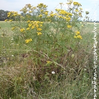 Rainfarn im Gelände