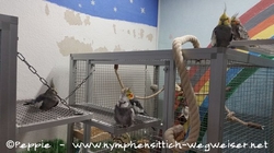 v.l.n.r.: Gretel, Justus, Tapsi, Jakob, Skinny